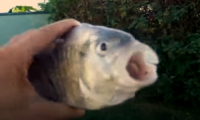Killer Fish